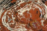 Red & Black Petrified Wood (Araucarioxylon) Slab - Arizona #117239-1